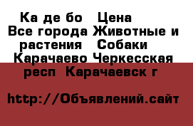 Ка де бо › Цена ­ 25 - Все города Животные и растения » Собаки   . Карачаево-Черкесская респ.,Карачаевск г.